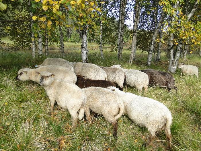 Lammas ja ympäristö- tiedotusosio Lammas lähiruokaa, hoitaa maisemaa, tuottaa mahdollisuuksia käsityö- ja