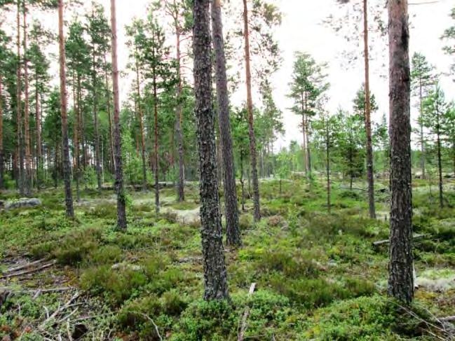 Kenttäkerroksessa vuorottelevat kanerva, puolukka, mustikka sekä paikoin juolukka ja variksenmarja. Ruohovartisia kasveja mm.