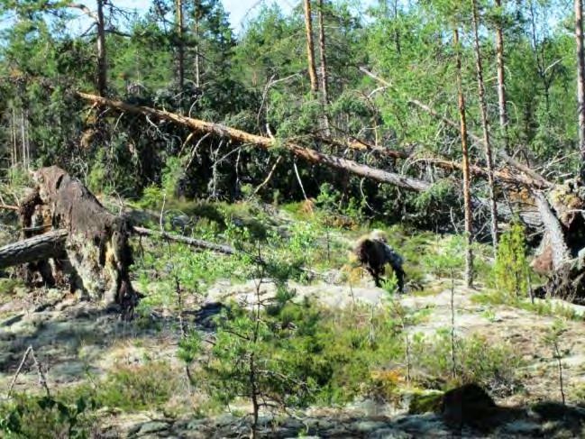 tuulenkaatoja. Kallion jäkäläkasvilluus on ehyttä ja peittävää. Painanteissa kasvaa pääasiassa kanervaa ja seinäsammalta.