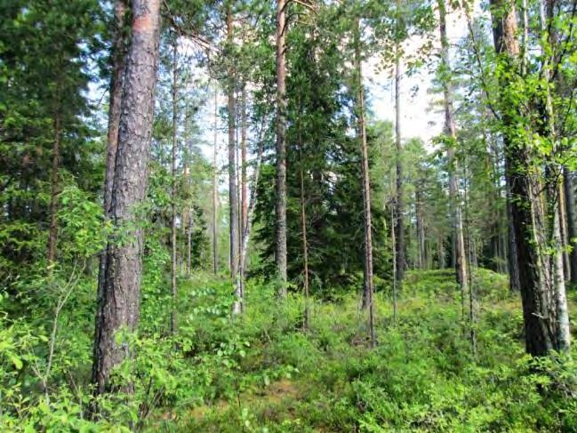 Kohde sijaitsee metsäisellä alueella. Rakennuspaikalla kasvaa varttunutta kuivahkon kankaan männikköä.