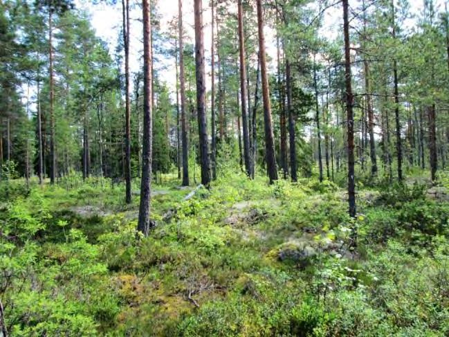 Pohjakerros on seinäsammal- ja jäkälävaltaista. Soistuvilla paikoilla korpikarhunsammalta ja rahkasammalia. Kohteen tuntumassa on käynnissä metsänhakkuu.