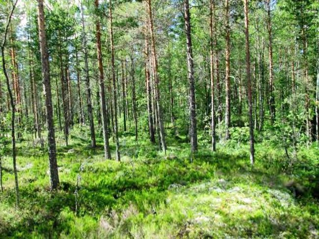 Pensaskerroksessa kasvaa harvakseltaan katajaa ja lehtipuiden taimia.