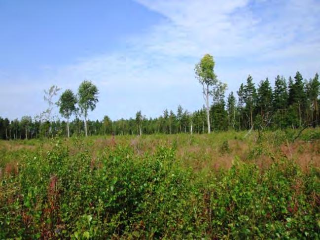 Rakennuspaikka on avohakkuuaukea, jolle on jätetty säästöpuiksi useita isoja haapoja.