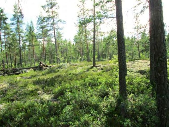 Kohde sijoittuu kallioiselle metsäalueelle. Rakennuspaikalla on valoisa kuivahkon kankaan varttuva männikkö.