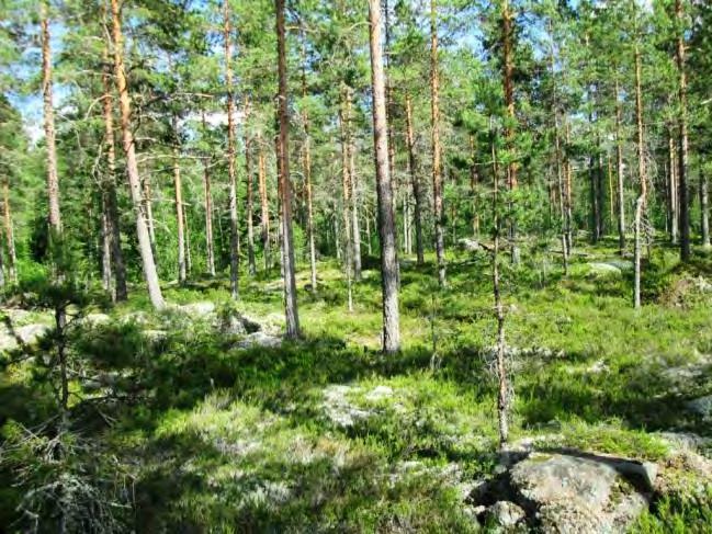 Pohjakerros koostuu pääosin seinäsammalesta sekä kallio- ja lohkarepintojen poronjäkälälaikuista. Kohde 42. Kohde 42. 43.