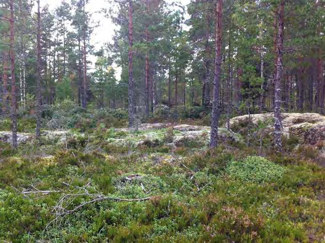 Kohde sijoittuu kallioiselle selänteelle Stormossenin kaakkoislaidan tuntumaan kallioiselle metsäalueelle.