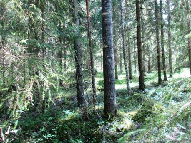 muutama lahopuu. Pensaskerroksessa jonkin verran lehtipuiden taimia. Kenttäkerroksessa kasvaa mustikkaa, paikoin puolukkaa; ruohovartisista kasveista mm. oravanmarja ja metsätähti.