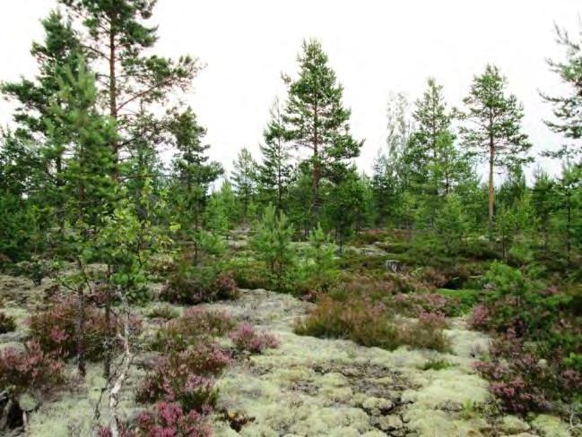 kohoavan kuivahkon kangametsäselänteen laiteelle.