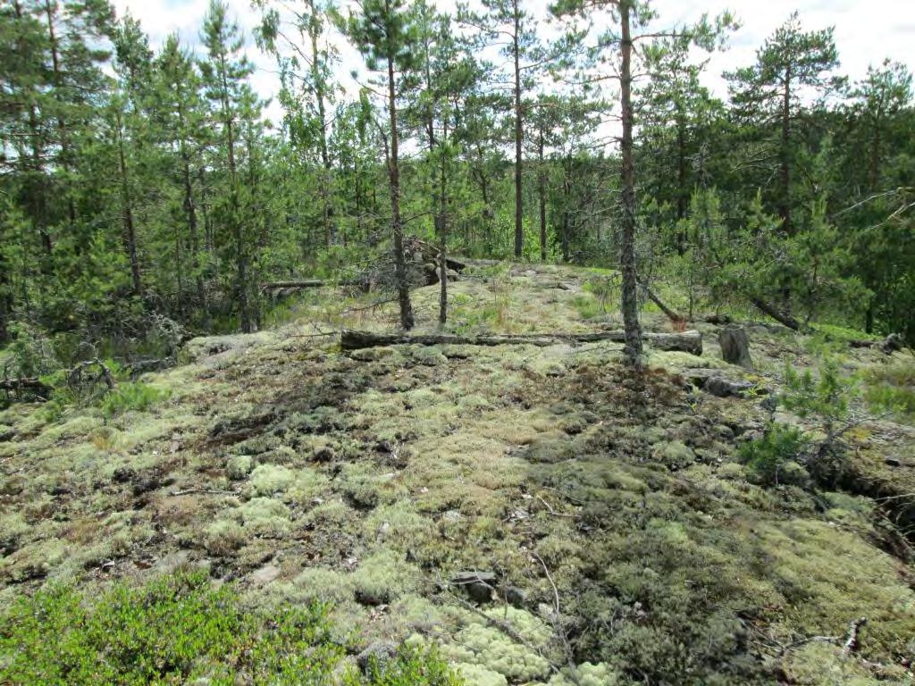 (linnut käyttävät avomaidenreunamia, mm. petolinnut levähtämiseen ja saalistamiseen).