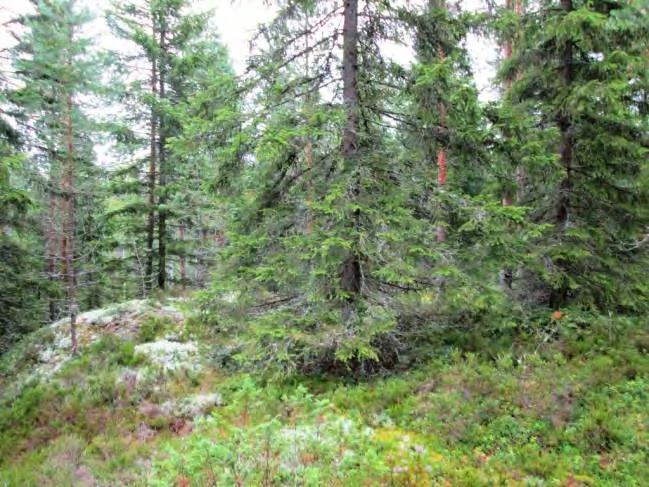 Kohde 18. Kohde 18. 19. (Stormossen E 14) Lyhin etäisyys lähimpään tieyhteyteen noin 250 m. Kohde sijoittuu kallioiselle metsäalueelle.