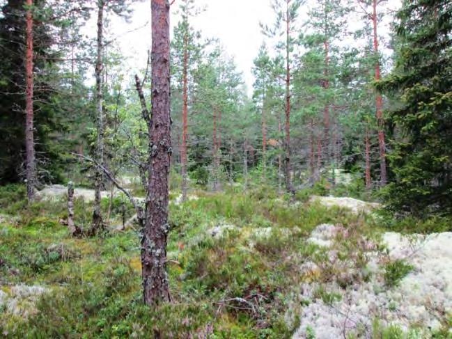 Pensaskerroksessa on harvakseltaan kuusen- sekä lehtipuiden taimia sekä katajaa. Kenttäkerroksessa kasvaa kanervan ohella puolukkaa ja mustikkaa.