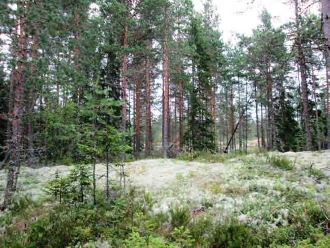 Rakennuspaikalla on tuoreehkon kankaan kuusivaltaista sekametsää, alikasvoksena jonkun verran kuusta, pihlajaa, katajaa ja koivua.