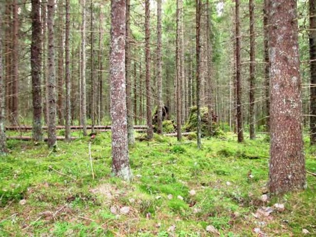 Rakennuspaikka on kalliokohouma, jolla kasvaa kuivan kankaan mäntymetsää, sekapuuna jokunen koivu.