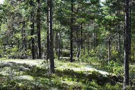 Kenttäkerroksessa kasvaa pääasiassa kanervaa ja puolukkaa, pohjakerros on poronjäkälä- seinäsammalvaltaista. Kohde 25. Kohde 25. 26.