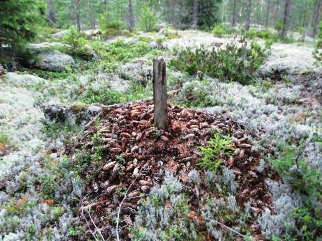 Kohde 26. Käpytikan paja Kohde 26. 27.