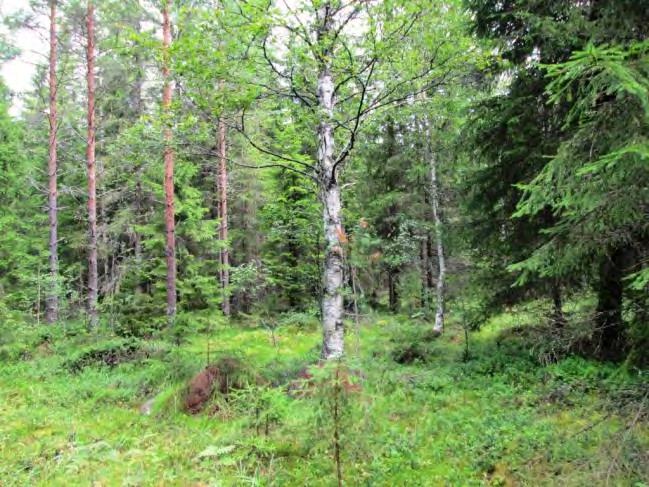 kasveista mm. metsätähti, kangasmaitikka ja metsälauha.