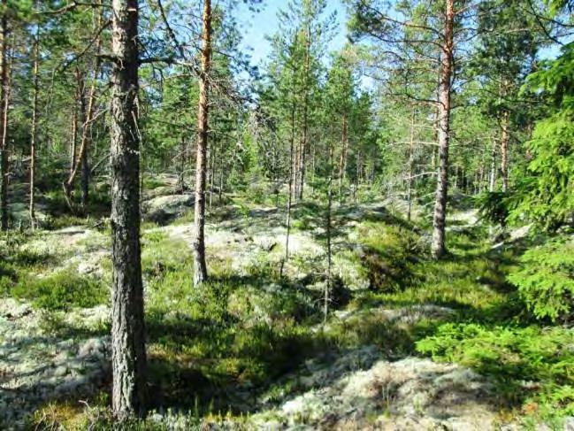 Poronjäkälää esiintyy laikkuina kallio- ja lohkarepinnoilla.