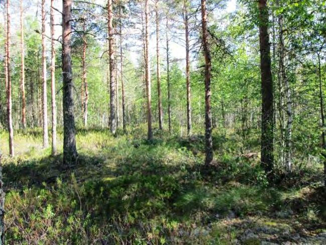 Kenttäkerroksessa kasvaa vaivaiskoivua, kanervaa, suopursua, juolukkaa ja tupasvillaa.