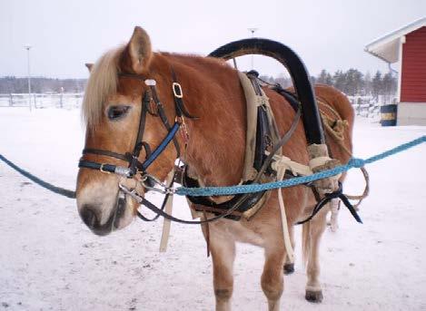 Nämä kaikki näytöt opiskelijoiden pitäisi pystyä suorittamaan ensimmäisen vuoden keväällä tai viimeistään toisen vuoden syksyllä.