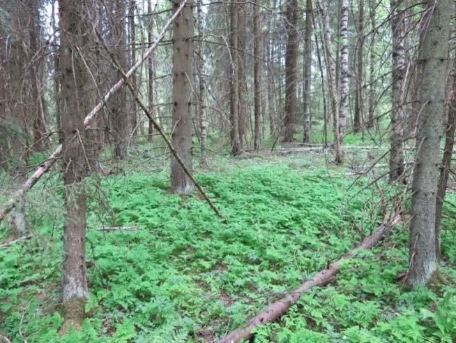 lehtomaisiin soistumiin (Kangaslehtokorpea). Metsittyneellä pellolla kasvillisuus on edelleen niittymäistä.