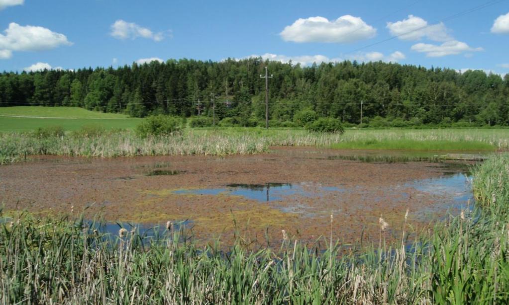 Miten luonnon monimuotoisuuden huomioimista voidaan peruskuivatushankkeissa jatkossa parantaa Valtion tuki Tukimuotoja monipuolistamalla rahoituksen myöntämisen ehtona tulisi käyttää ns.