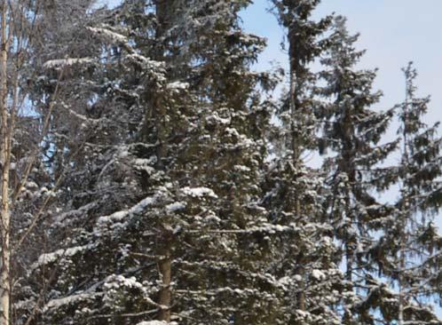 Metsävaramme ovat tällä hetkellä suuremmat kuin koskaan.