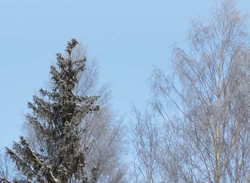 Puutuoteteollisuudelle on tietenkin elintärkeää, että hyvälaatuinen puu päätyy jatkojalostukseen. Puun tuotanto voidaan kuitenkin hyvin yhteen sovittaa metsien muiden ekosysteemipalveluiden kanssa.