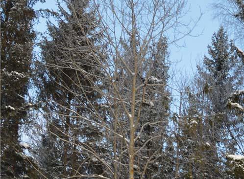 Olennaista on se, että yhteiskunta ei voi, eikä pidä pakottaa metsäomistajia valitsemaan näiden välillä. Vuonna 2015 sahatavaran tuotanto Suomessa putosi aavistuksen vuodesta 2014.