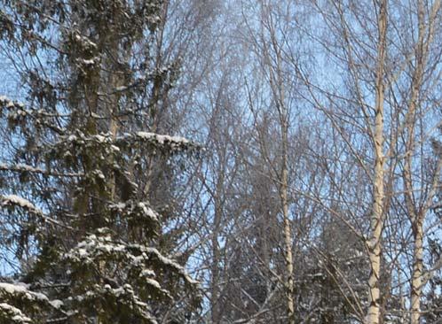 Mäntysahatavaran tilanne on erityisesti Pohjois-Afrikan huonontuneen markkinatilanteen vuoksi huolestuttava.