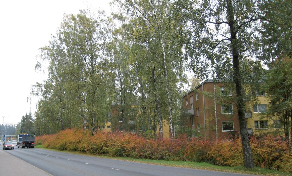 Tapiolantien ja Otsolahdentien kulmassa oleva saarni on jäljelle jäänyt yksilö ryhmästä, josta muut jäivät kadun rakentamisen alle.