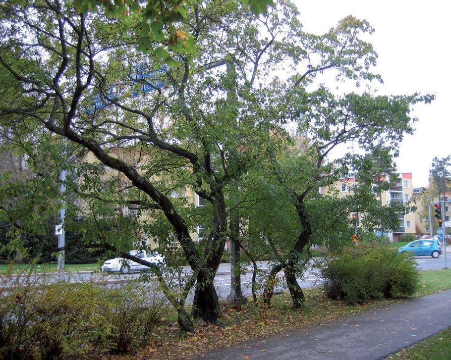MERITUULENTIE Merituulentietä lännestä saavuttaessa katumiljöö on metsäistä luonnonympäristöä Suvikummun kohdalle asti.