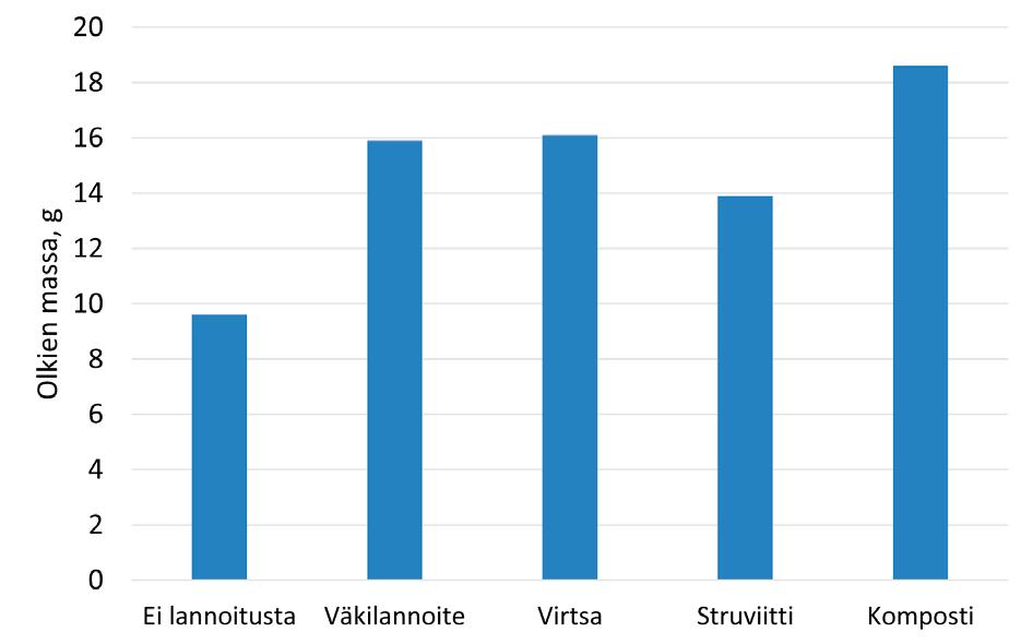 Kuva 42. Ohran (lajike Wolmari) jyvien kokonaismassat eri lannoitekäsittelyissä astiakokeissa.