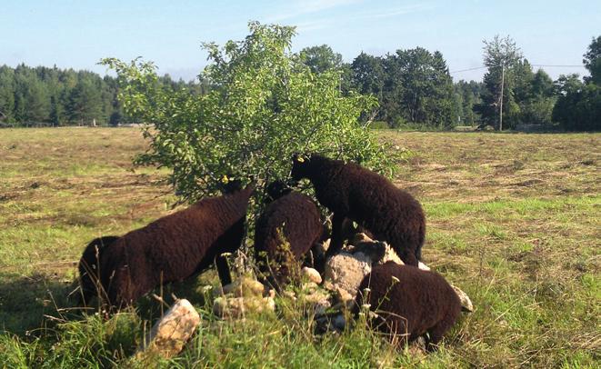 Lampaat syövät mielellään lehtiä. Kesällä 2012 Kiltsin niityllä kuvatut nuoret Viron maatiaislampaat syövät korpipaatsamaa (Frangula alnus), jonka kaarna on hevosille erittäin myrkyllistä.