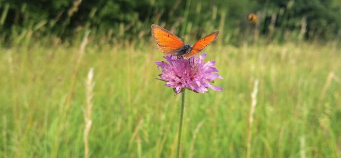 Ketokultasiipikoiras (Lycaena hippothoe) ruusuruoholla (Knautia arvensis). hyödyttävällä tavalla?