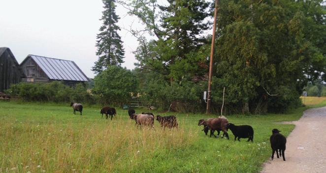 Johtajauuhi johdattaa lauman lepäämään. heti parittelukauden jälkeen. Suuremmilla tiloilla voi olla erillinen pässilauma.