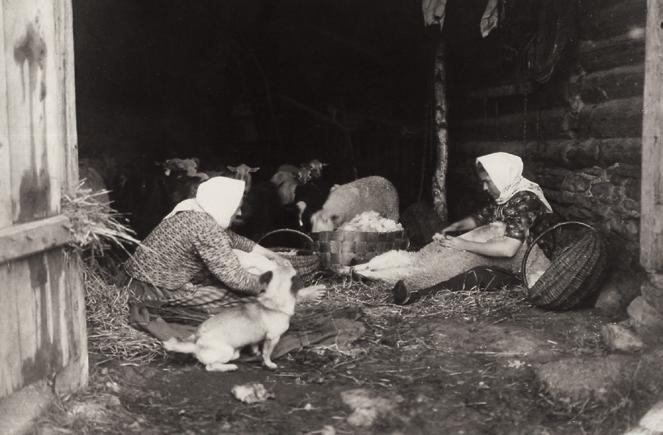 Virolaisen Lihulan kunnan naiset keritsemässä vuonna 1913. Eläimen pää on korissa, jotta se pysyisi rauhallisena. Eesti vabaõhumuuseum. Kuva: Johannes Pääsuke ti kuin mahdollista.