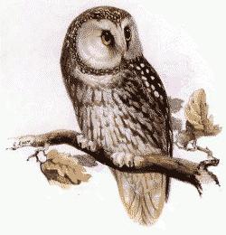 11.4 Web-ontologiat: OWL Semanttisen Webin "perustekniikat" määrittelevät OWL-standardin ontologioiden kuvaamiseen (Web Ontology Language) - ks. http://www.w3.