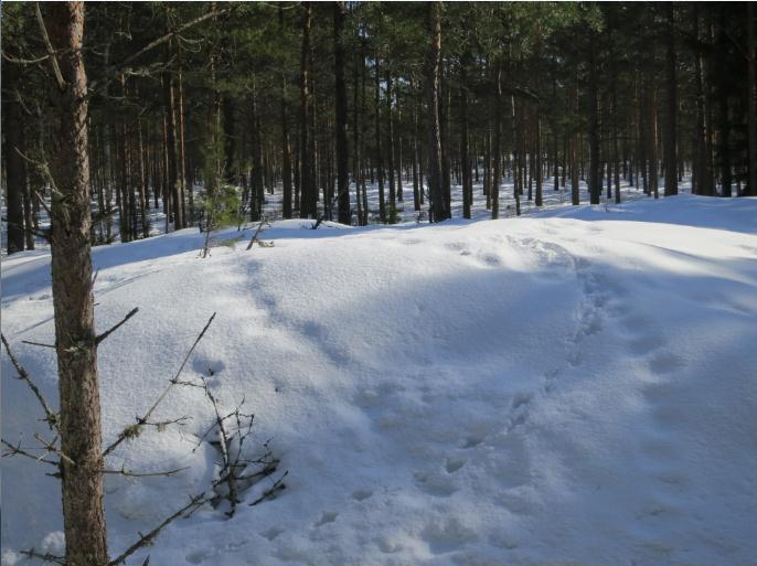 2. METSO 2.1 Menetelmät Metsojen soidinpaikkoja selvitettiin kahdella erillisellä käyntikerralla, joista toinen sijoittui huhtikuun puoleen väliin ja toinen toukokuun alkuun.