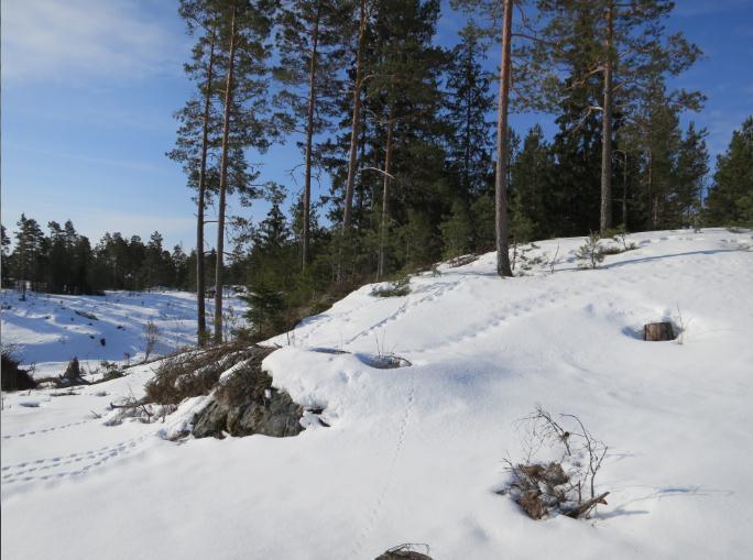 3. TEERI 3.1 Menetelmät Teerien soidinpaikkoja etsittiin maastossa aamuisin hiihtämällä potentiaaliksi arvioiduilla alueilla sekä ajaen laajojen peltoalueiden läheisyydessä ja kiikareilla tarkkaillen.