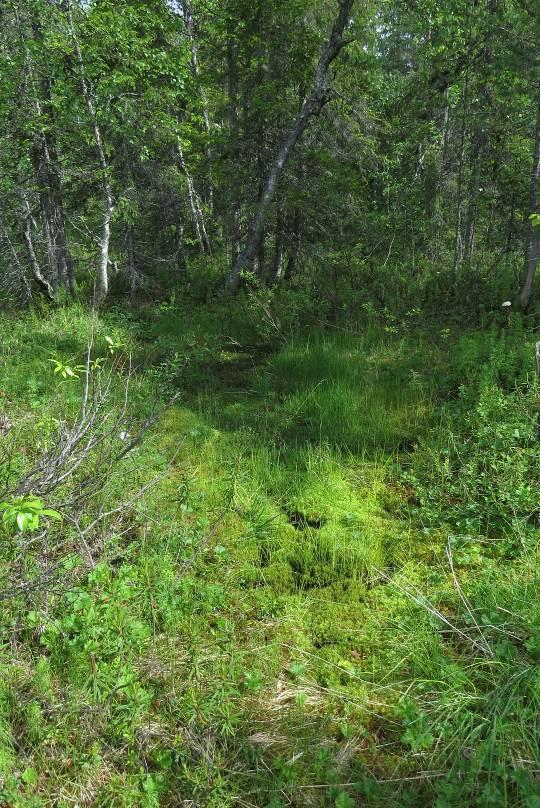 8 Kuva 5 Meso-eutrofinen lähde (gps-piste: nro 1-2) Tästä kuviosta pohjoiseen jonkin matkaa on toinen lähdepurkauma, jonka ympärillä on myös kuusivaltaista