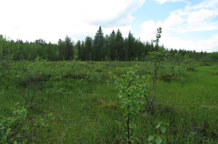 Vesi näistä kuvatuosta lähteistä purkautuu luhtanevalle, jossa sijaitsee myös kapea puronuoma (Kuva 6). Luhtanevan kasvillisuus on runsasta.