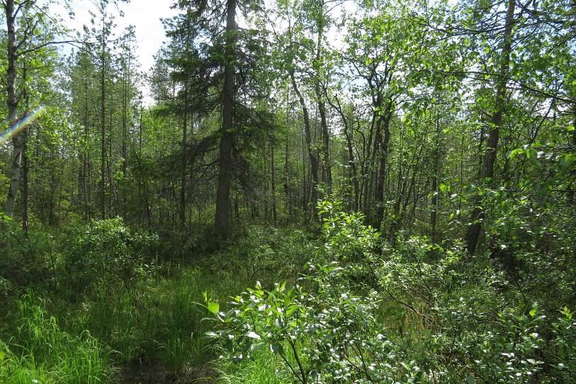 10 Kuva 8 Mesotrofinen lähde ja ympärillä korpea. Kohteen 5 länsiosassa on enemmän vähäpuustoista rämettä.