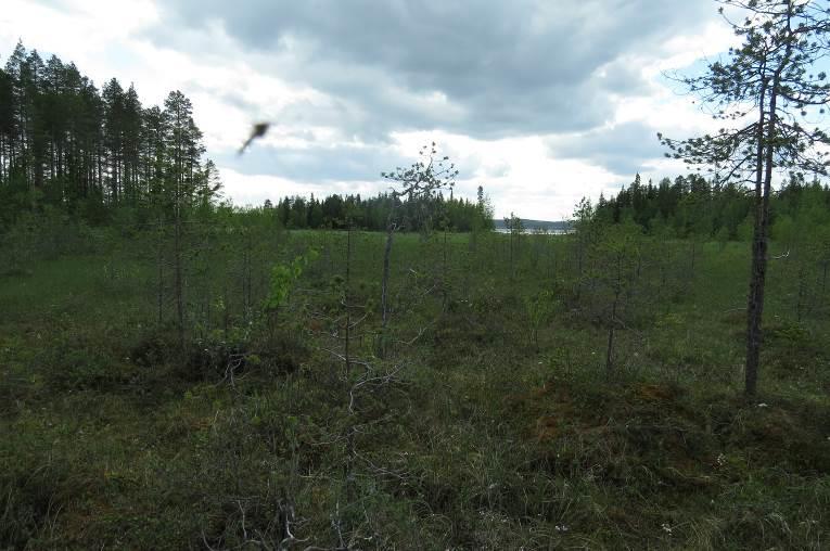 Korven eteläosissa tehtiin havainto metsosta. KOHDE 6 Rantaan ulottuva suo on reunoilta oligotrofista sararämettä ja muuttuu luhdaksi rannassa (Kuva 9).
