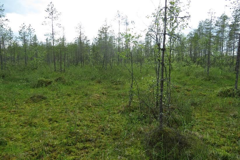 11 KOHDE 7 Kivennäismaakumpareiden välissä on pienialainen suojuotti, jonka reunoilla on oligotrofista rämettä (Kuva 10).