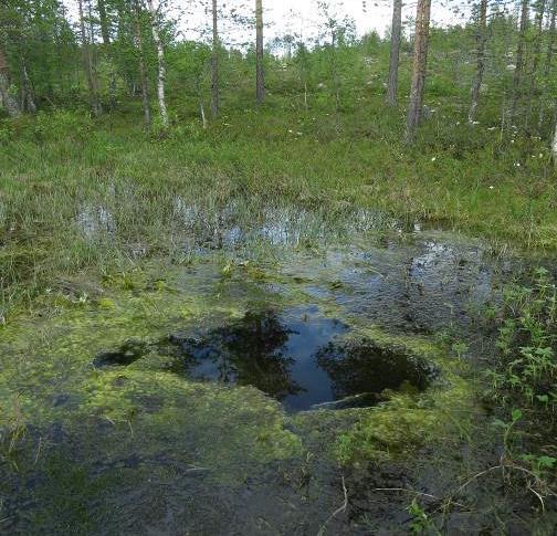 12 Kuva 11 Lähdesuo kokonaisuus kivennäismaan reunassa. GPS nro 11.