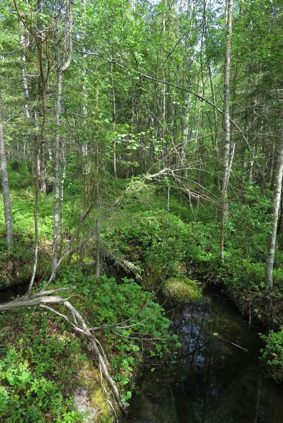 13 KOHDE 9 Ojitetun Hiidenjängän kaakkoisreunassa on ehkä alueen hienoin suo- ja metsäkokonaisuus. Ympäristö on hakattu, mutta kohde 9 on säilynyt melko luonnontilaisena.
