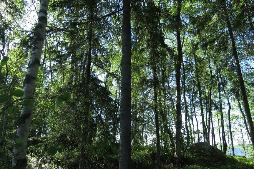 16 Saarien metsä on ikärakenteeltaan varttunutta kasvatusmetsää. Lahopuustoa esiintyy hyvin niukasti.