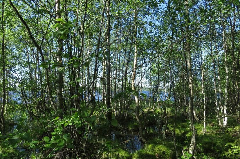 17 Kuva 17 Läntisemmän Kiihtelyskummun luhtaista rantaa. 3.