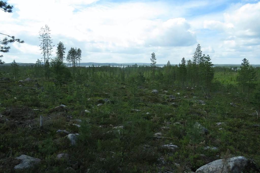 Luontoselvitys Patovaaran ja Sipovaaran alueelle yleiskaavaa