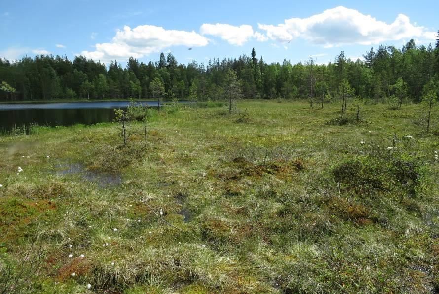 18 Halkolammen länsireunassa on luhtanevaa, jossa esiintyy okarahkasammalia, vesisaraa, raatetta, haprarahkasammalta ja varpukasvillisuudessa on vaiveroa, suopursua, tupasvillaa
